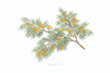 Acacia