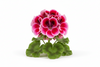 African Geranium