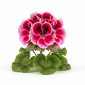 African Geranium