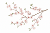 Almond Blossom