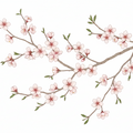 Almond Blossom