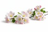 Apple Blossom
