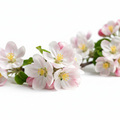 Apple Blossom