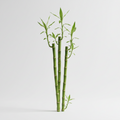 Bamboo