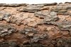Bark