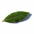 Bay Leaf