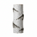 Birch