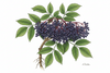 Black Elder