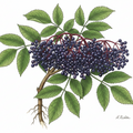 Black Elder