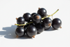 Blackcurrant