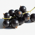 Blackcurrant