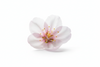 Blossom