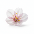 Blossom