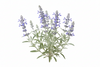 Blue Sage