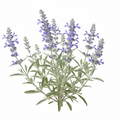 Blue Sage