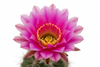 Cactus Flower