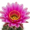Cactus Flower