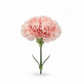 Carnation