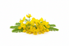 Cassia