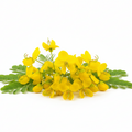 Cassia