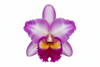 Cattleya Orchid