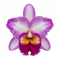 Cattleya Orchid