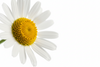 Chamomile