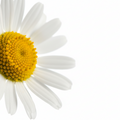 Chamomile