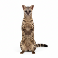 Civet