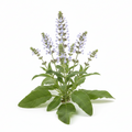 Clary Sage