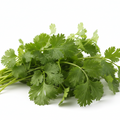 Coriander