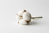 Cotton Flower