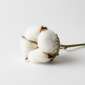 Cotton Flower