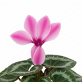 Cyclamen