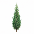 Cypress