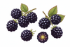 Dewberry