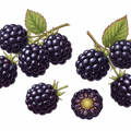 Dewberry