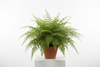 Fern