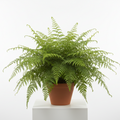 Fern