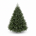 Fir