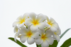 Frangipani