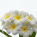 Frangipani