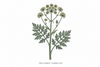 Galbanum