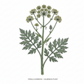 Galbanum