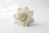 Gardenia