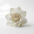 Gardenia