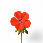 Geranium