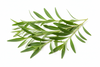 Goji Leaves