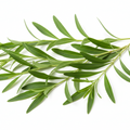 Goji Leaves