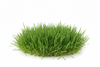 Grass